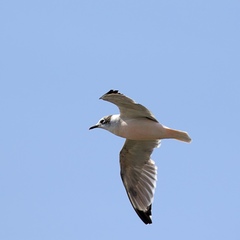 Leucophaeus pipixcan