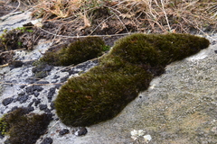 Campylopus atrovirens