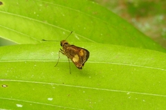 Oriens paragola