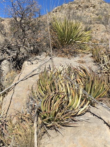 lechuguilla