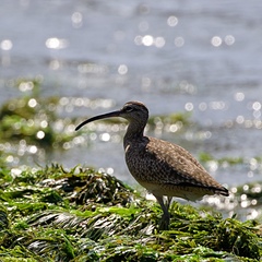 Numenius phaeopus