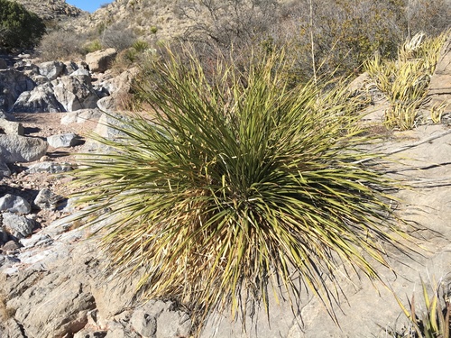 Smooth Sotol