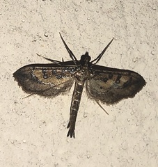 Hydriris chalybitis