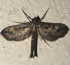 Hydriris chalybitis