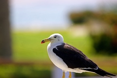Larus belcheri