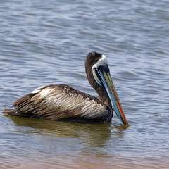 Pelecanus thagus