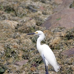 Egretta thula