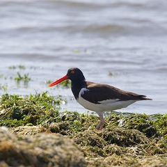 Haematopus palliatus
