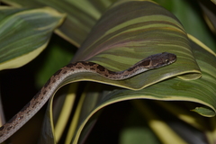 Leptodeira ashmeadii