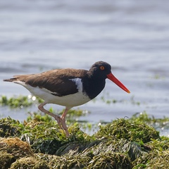 Haematopus palliatus