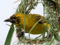 Ploceus intermedius cabanisii