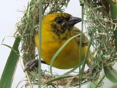 Ploceus intermedius cabanisii