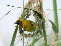 Ploceus intermedius cabanisii