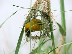 Ploceus intermedius cabanisii