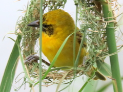 Ploceus intermedius cabanisii