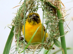 Ploceus intermedius cabanisii
