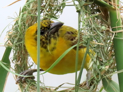 Ploceus intermedius cabanisii