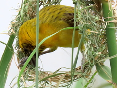 Ploceus intermedius cabanisii