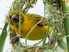 Ploceus intermedius cabanisii