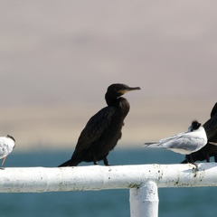 Nannopterum brasilianum