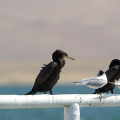 Nannopterum brasilianum