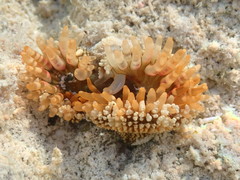 Bunodosoma granuliferum