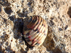 Nerita versicolor