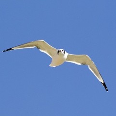 Leucophaeus pipixcan