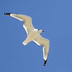 Leucophaeus pipixcan