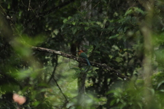 Baryphthengus martii