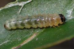 Microbelia canidentalis