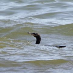 Nannopterum brasilianum