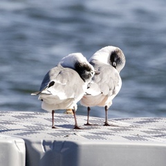 Leucophaeus pipixcan