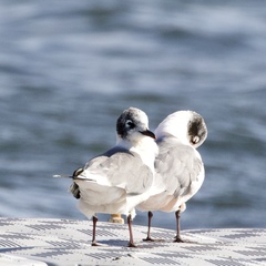 Leucophaeus pipixcan