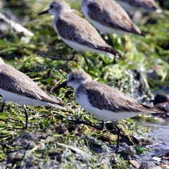 Calidris pusilla