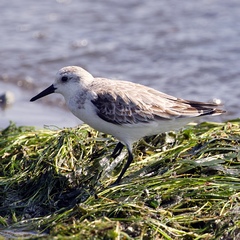 Calidris pusilla