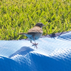 Zonotrichia capensis