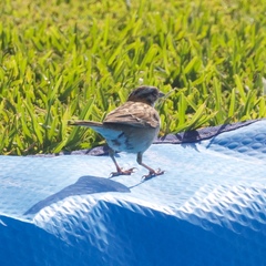 Zonotrichia capensis