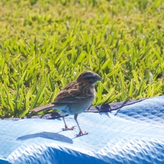 Zonotrichia capensis
