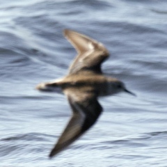 Calidris pusilla