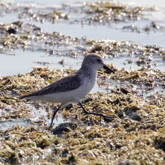 Calidris pusilla