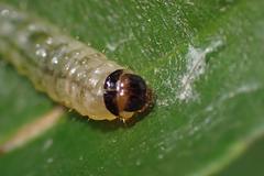 Microbelia canidentalis