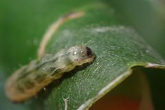 Microbelia canidentalis