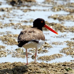 Haematopus palliatus
