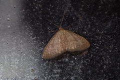 Idaea neovalida