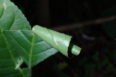 Microbelia canidentalis