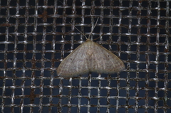 Idaea neovalida