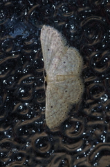 Idaea neovalida