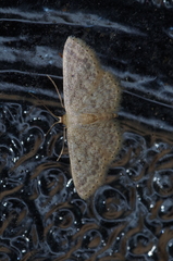 Idaea neovalida