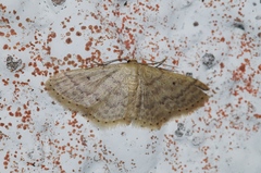 Idaea neovalida